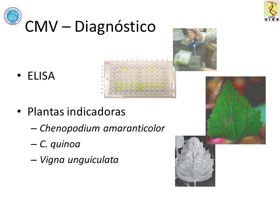 CMV – Diagnóstico ELISA Plantas indicadoras Chenopodium amaranticolor