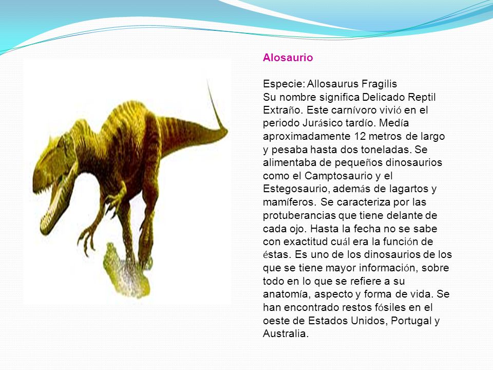 Alosaurio Especie: Allosaurus Fragilis Su nombre significa Delicado Reptil Extraño.