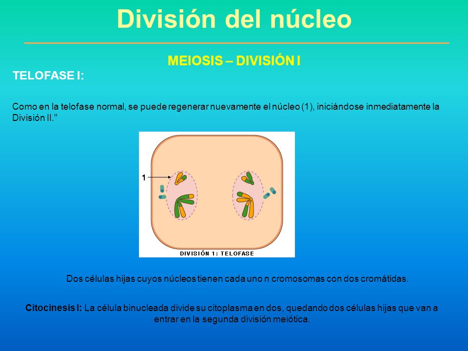 División del núcleo MEIOSIS – DIVISIÓN I TELOFASE I:
