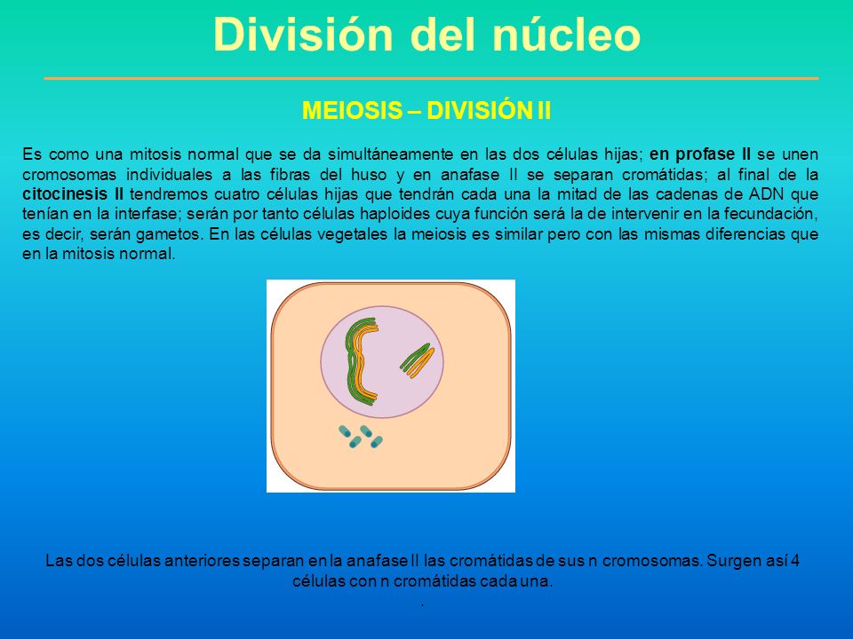 División del núcleo MEIOSIS – DIVISIÓN II