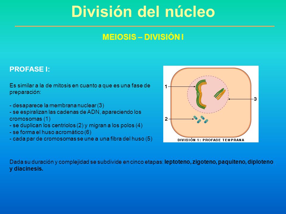 División del núcleo MEIOSIS – DIVISIÓN I PROFASE I: