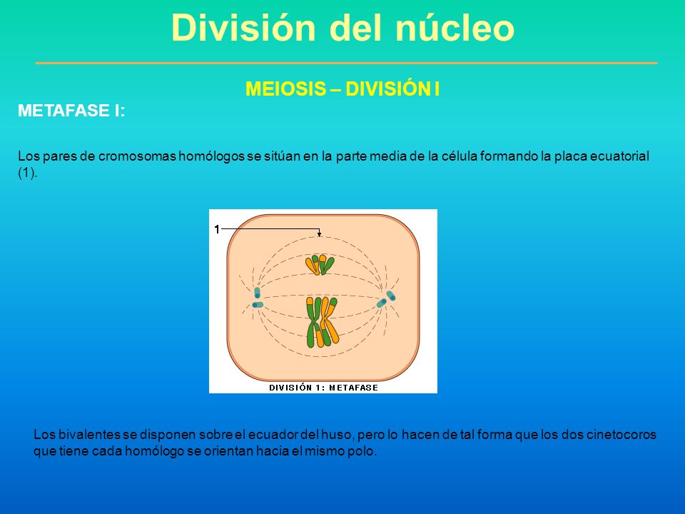 División del núcleo MEIOSIS – DIVISIÓN I METAFASE I: