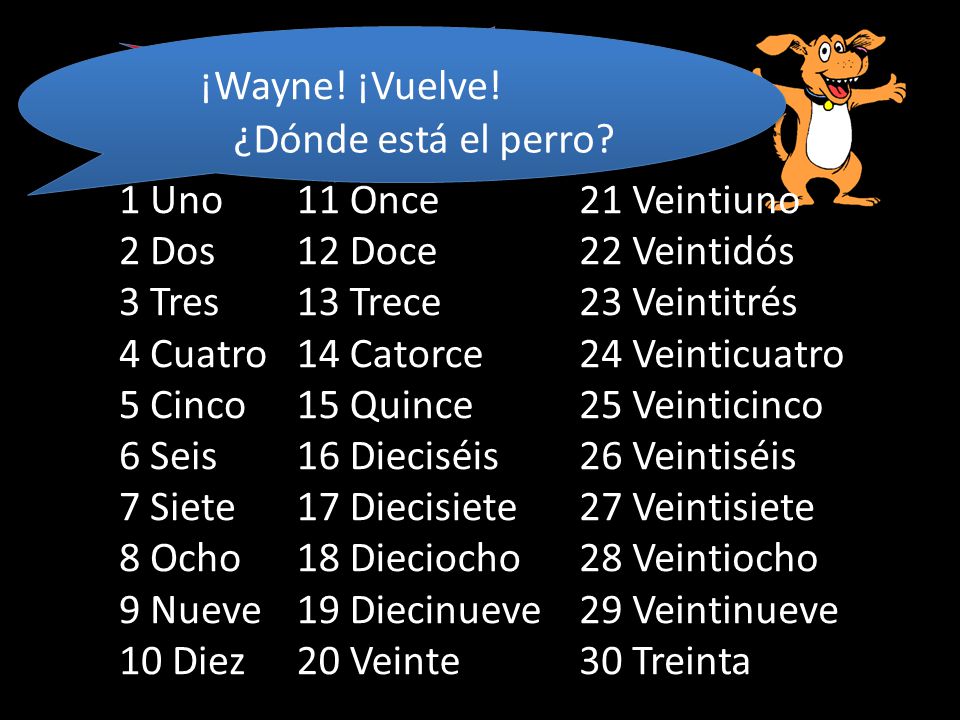 ¡¡¡¡PARA!!!! ¡Wayne! ¡Vuelve! ¿Dónde está el perro 1 Uno 2 Dos 3 Tres