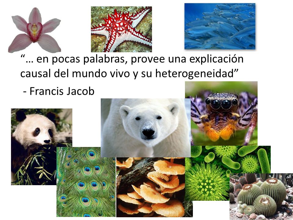 … en pocas palabras, provee una explicación causal del mundo vivo y su heterogeneidad