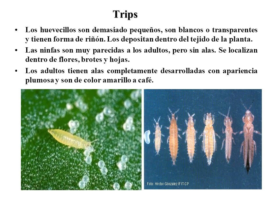 Trips • Los huevecillos son demasiado pequeños, son blancos o transparentes y tienen forma de riñón. Los depositan dentro del tejido de la planta.