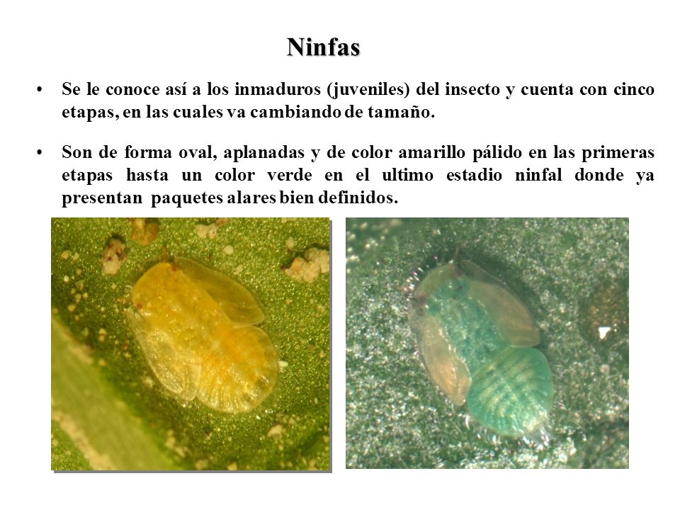 Ninfas Se le conoce así a los inmaduros (juveniles) del insecto y cuenta con cinco etapas, en las cuales va cambiando de tamaño.