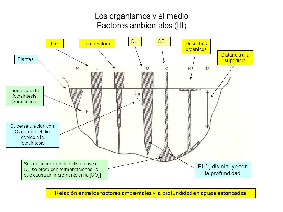 Los organismos y el medio Factores ambientales (III)
