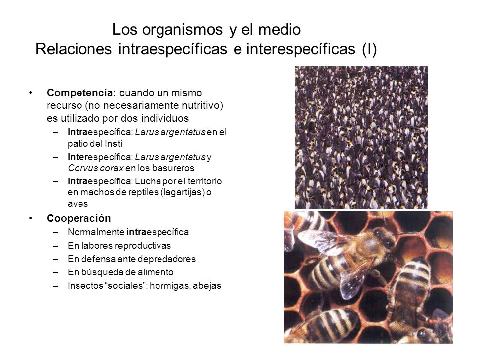 Los organismos y el medio Relaciones intraespecíficas e interespecíficas (I)