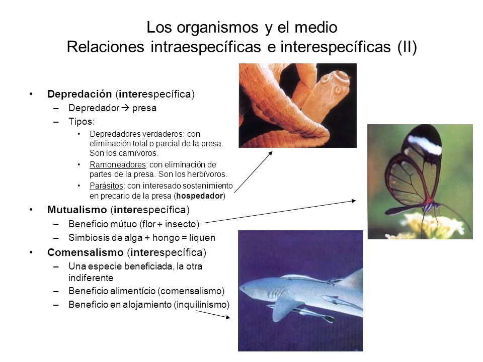 Los organismos y el medio Relaciones intraespecíficas e interespecíficas (II)
