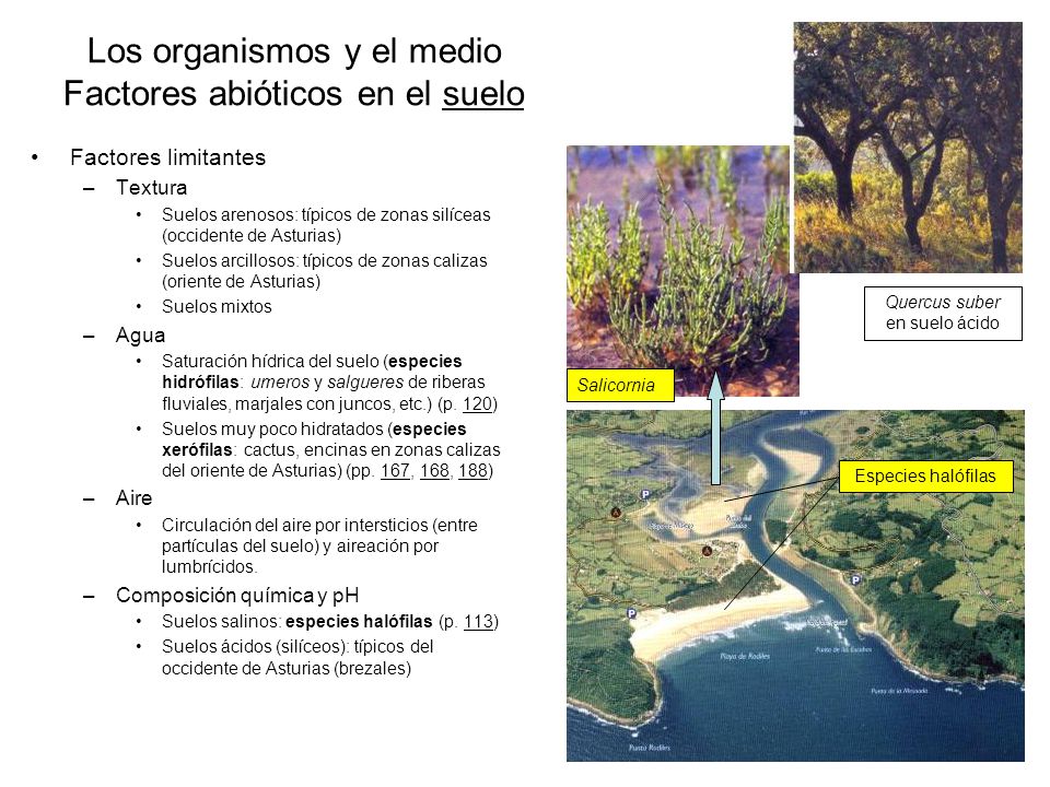 Los organismos y el medio Factores abióticos en el suelo