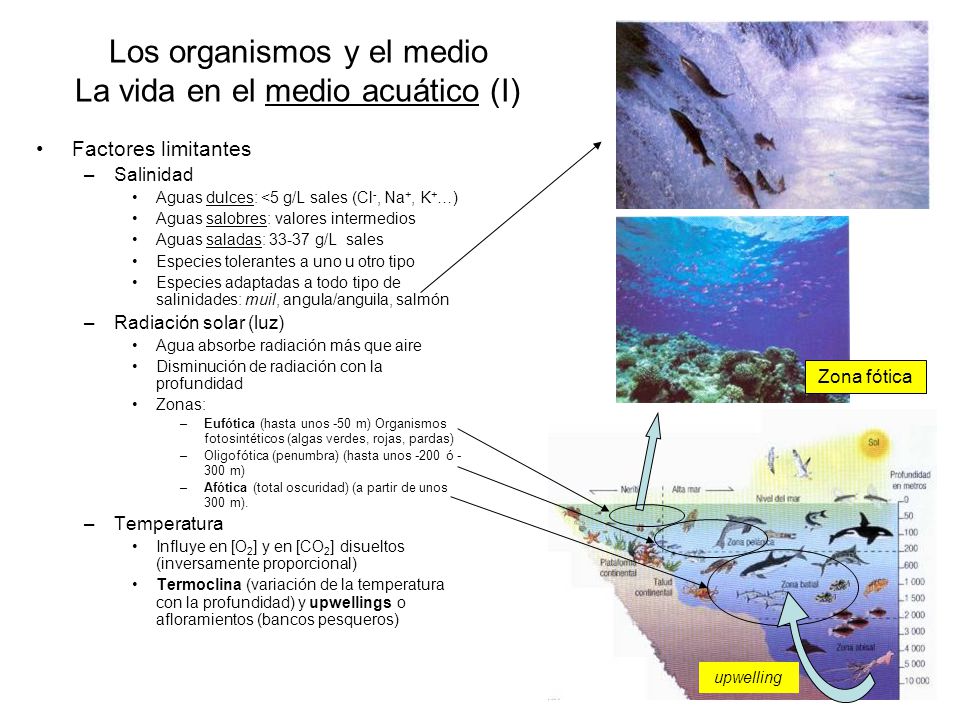 Los organismos y el medio La vida en el medio acuático (I)