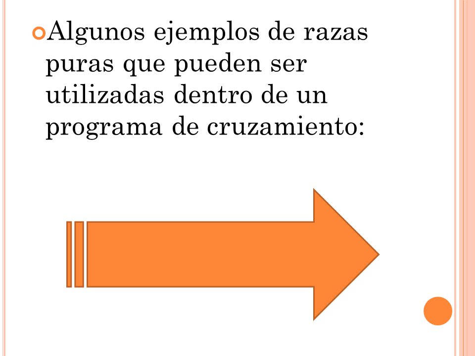 Algunos ejemplos de razas puras que pueden ser utilizadas dentro de un programa de cruzamiento: