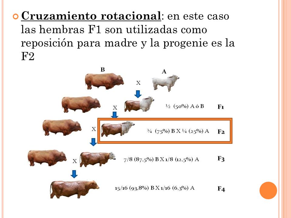 Cruzamiento rotacional: en este caso las hembras F1 son utilizadas como reposición para madre y la progenie es la F2