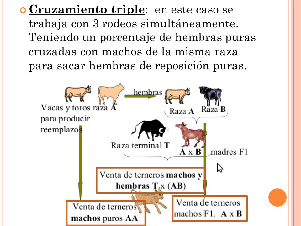Cruzamiento triple: en este caso se trabaja con 3 rodeos simultáneamente.