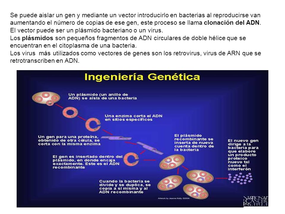 Se puede aislar un gen y mediante un vector introducirlo en bacterias al reproducirse van aumentando el número de copias de ese gen, este proceso se llama clonación del ADN.