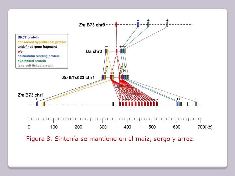 Figura 8. Sintenía se mantiene en el maíz, sorgo y arroz.