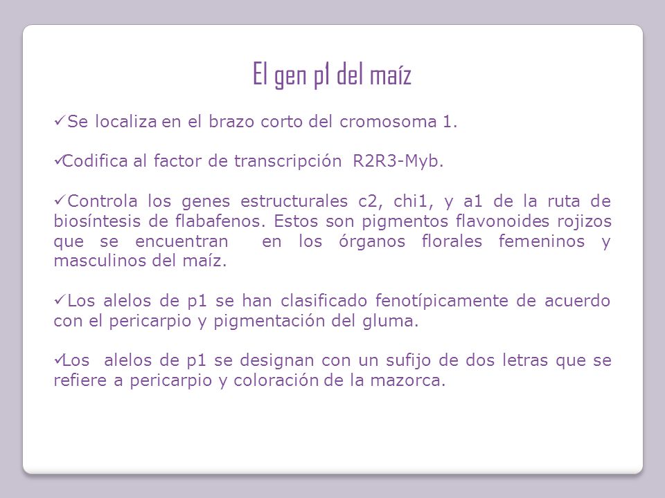 El gen p1 del maíz Se localiza en el brazo corto del cromosoma 1.