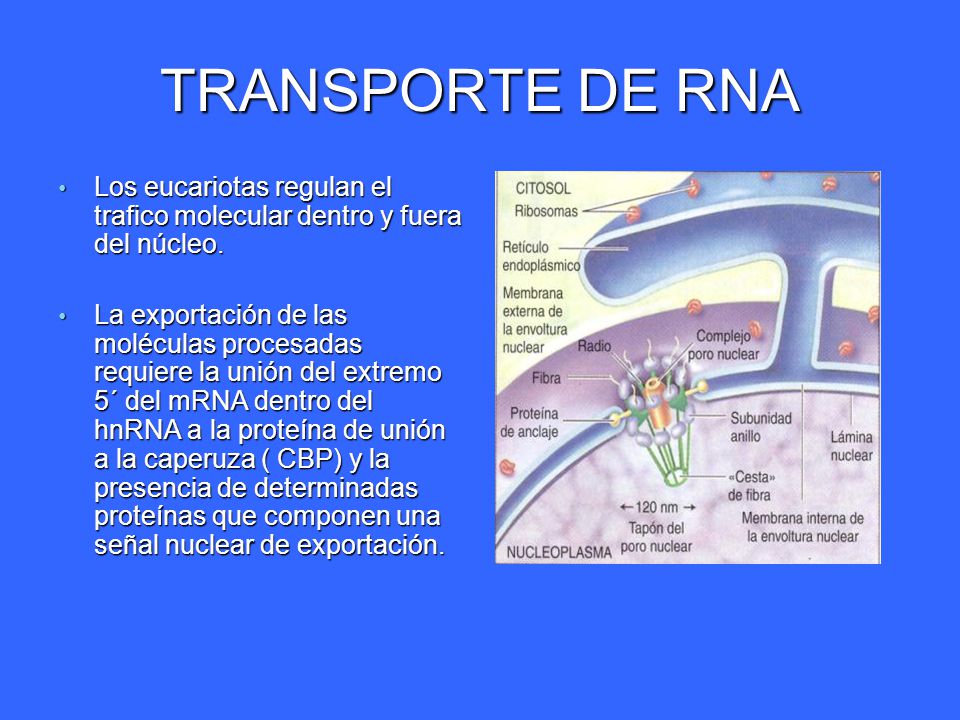TRANSPORTE DE RNA Los eucariotas regulan el trafico molecular dentro y fuera del núcleo.