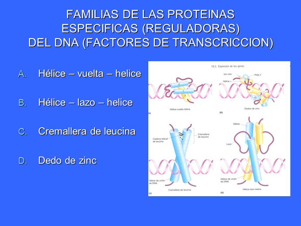 FAMILIAS DE LAS PROTEINAS ESPECIFICAS (REGULADORAS) DEL DNA (FACTORES DE TRANSCRICCION)