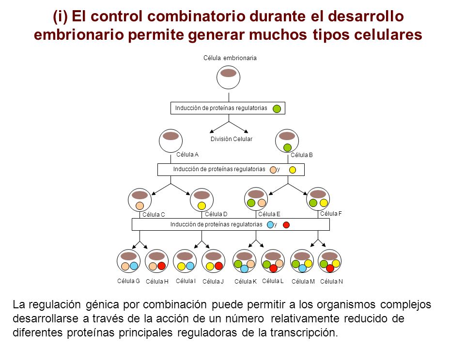 (i) El control combinatorio durante el desarrollo embrionario permite generar muchos tipos celulares