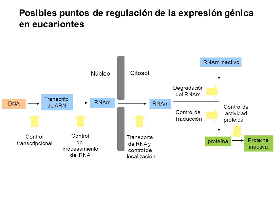 Posibles puntos de regulación de la expresión génica en eucariontes