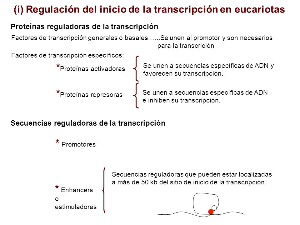 (i) Regulación del inicio de la transcripción en eucariotas