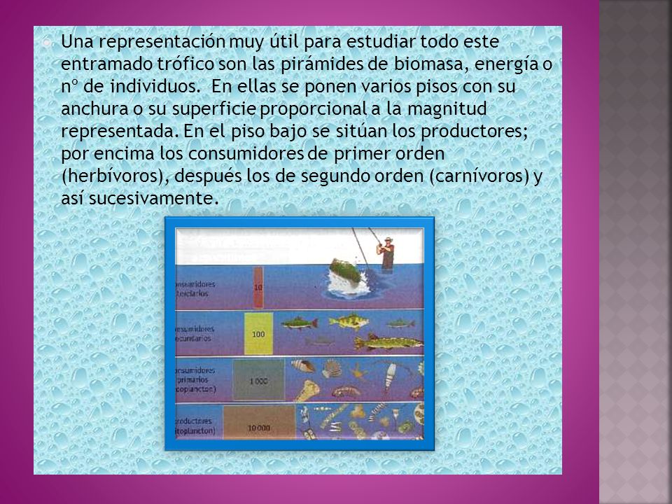 Una representación muy útil para estudiar todo este entramado trófico son las pirámides de biomasa, energía o nº de individuos.