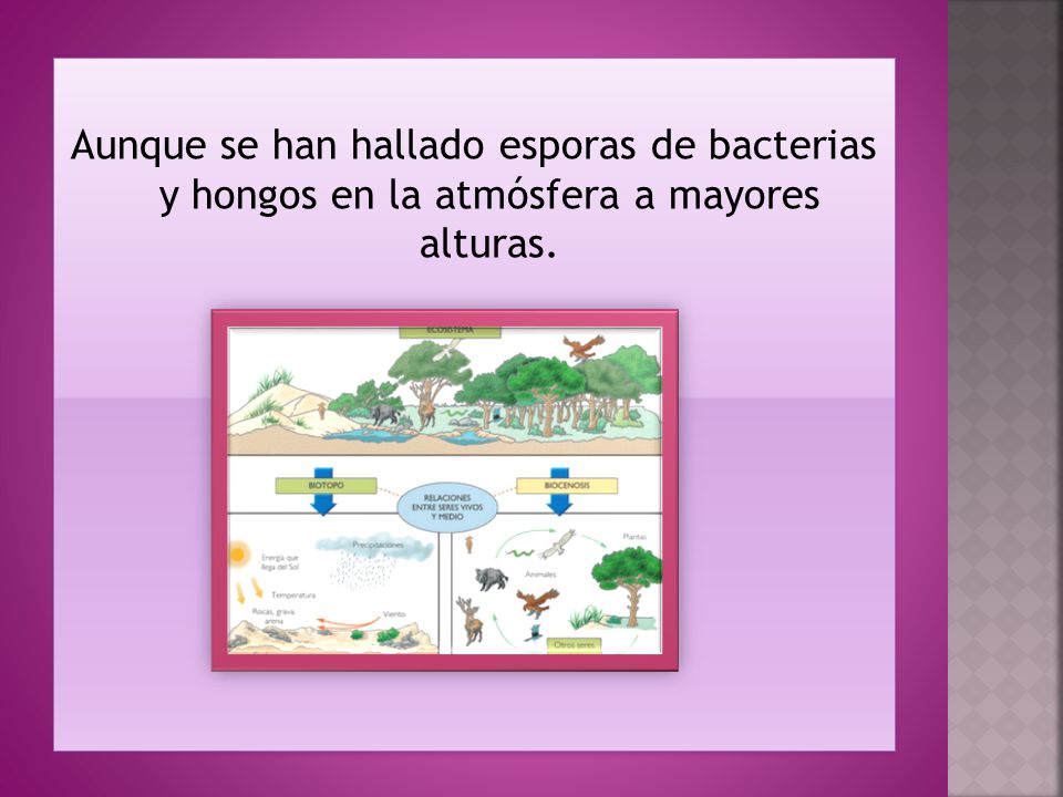 Aunque se han hallado esporas de bacterias y hongos en la atmósfera a mayores alturas.