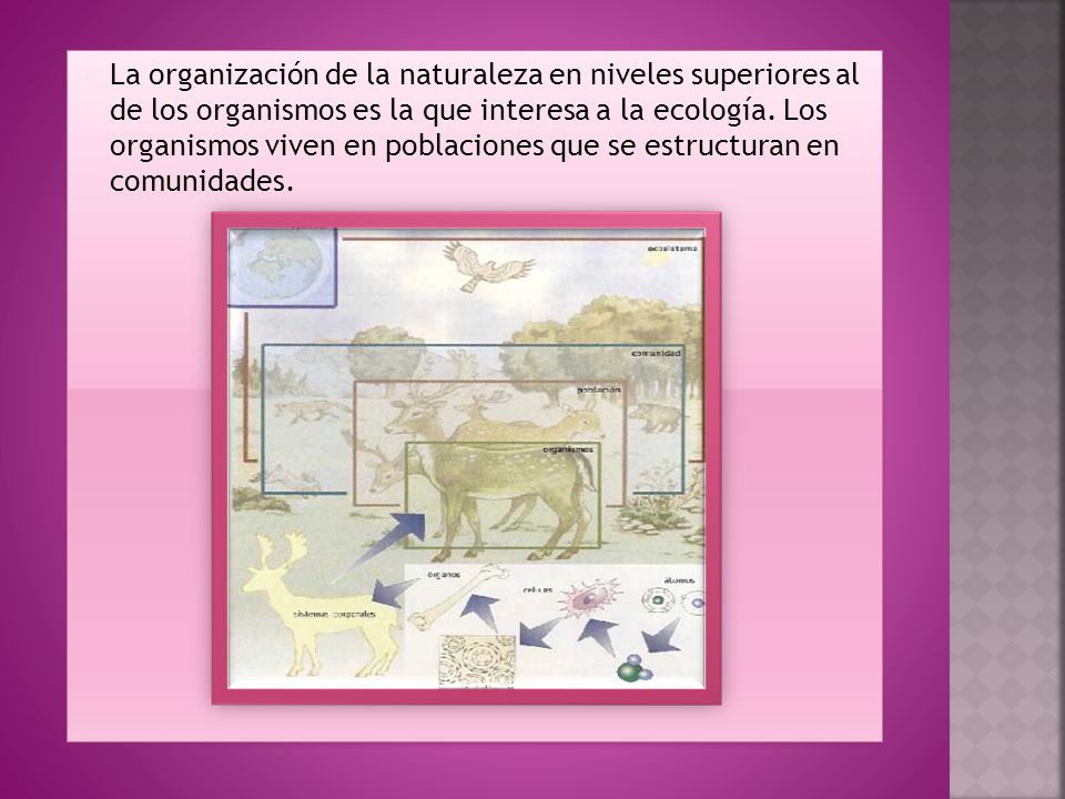 La organización de la naturaleza en niveles superiores al de los organismos es la que interesa a la ecología.