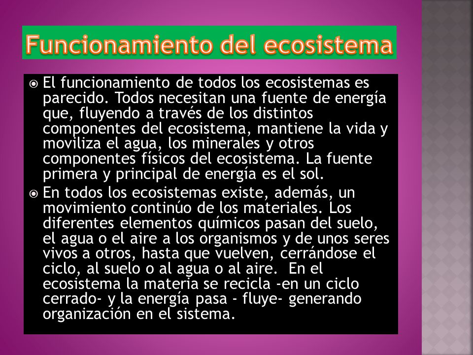 Funcionamiento del ecosistema