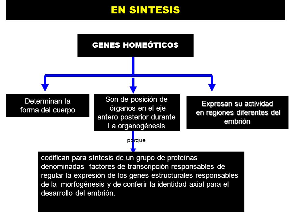 EN SINTESIS GENES HOMEÓTICOS Son de posición de Determinan la
