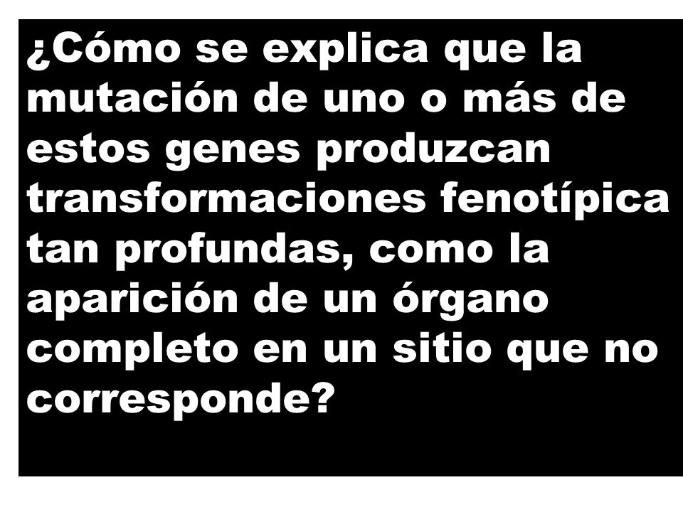 ¿Cómo se explica que la mutación de uno o más de estos genes produzcan transformaciones fenotípica tan profundas, como la aparición de un órgano completo en un sitio que no corresponde