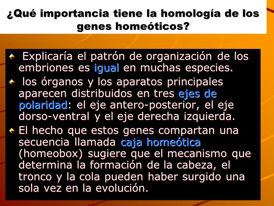 ¿Qué importancia tiene la homología de los genes homeóticos