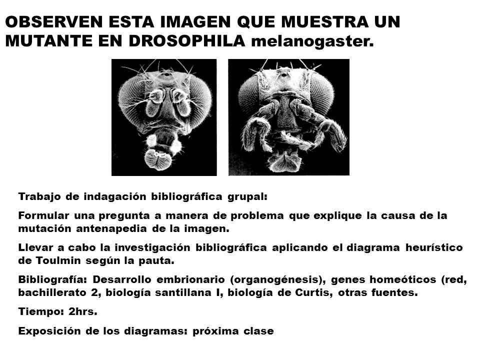 OBSERVEN ESTA IMAGEN QUE MUESTRA UN MUTANTE EN DROSOPHILA melanogaster.