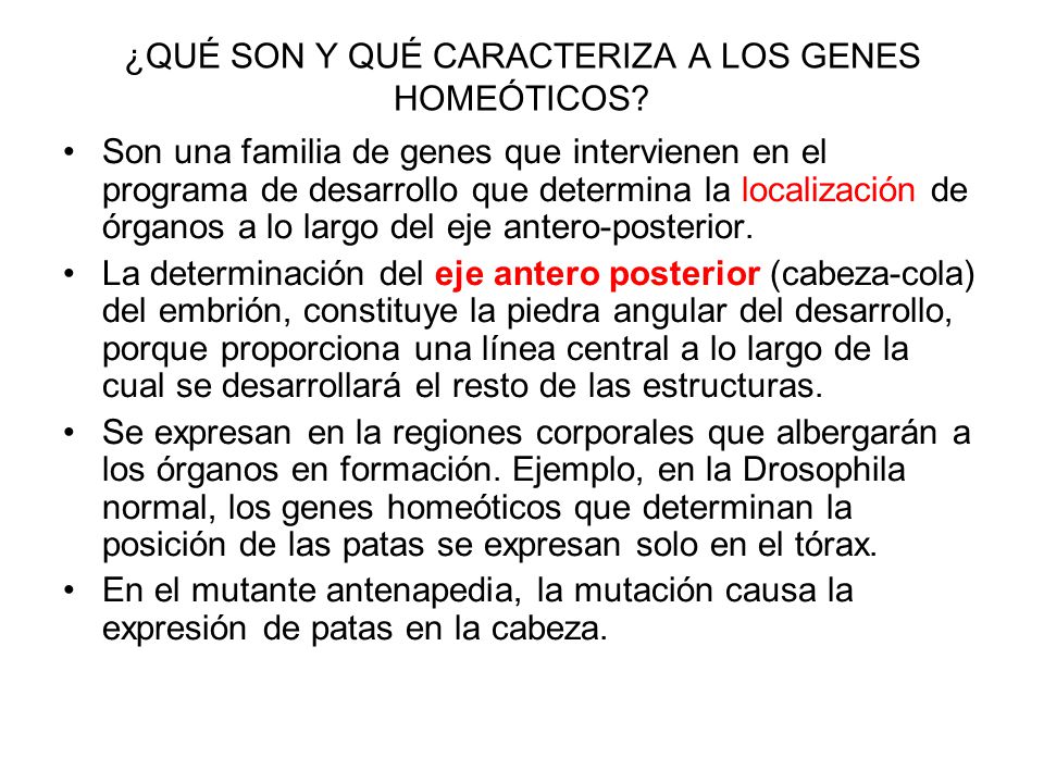 ¿QUÉ SON Y QUÉ CARACTERIZA A LOS GENES HOMEÓTICOS