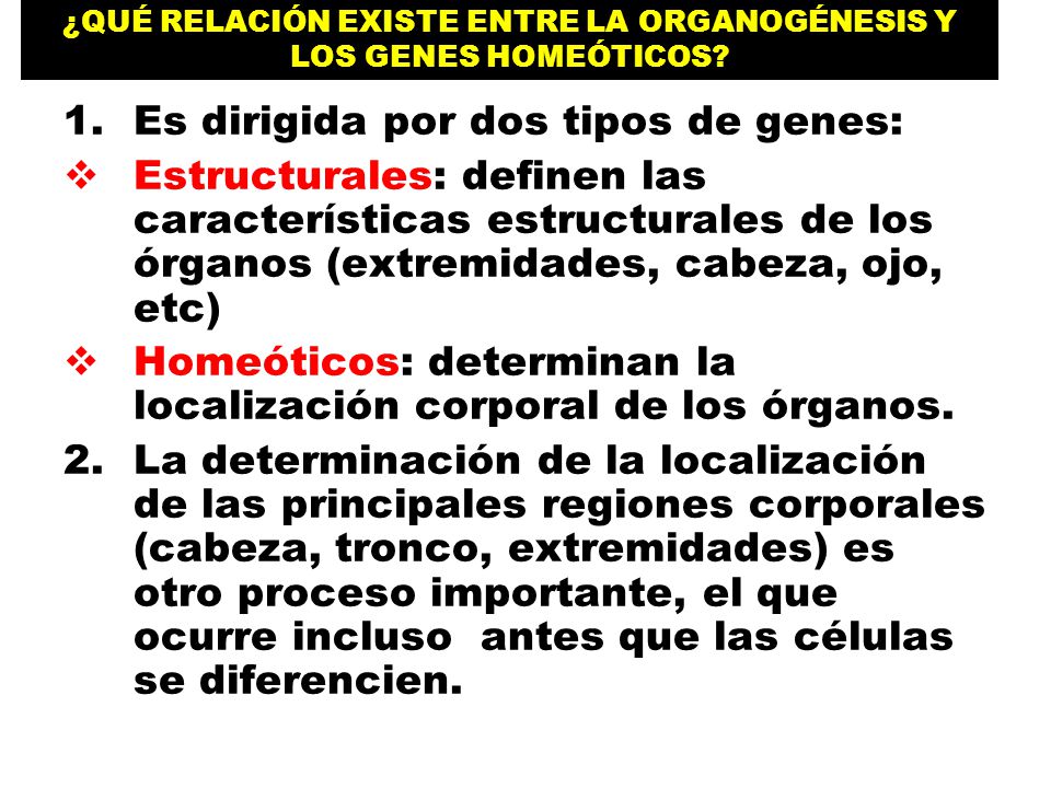¿QUÉ RELACIÓN EXISTE ENTRE LA ORGANOGÉNESIS Y LOS GENES HOMEÓTICOS