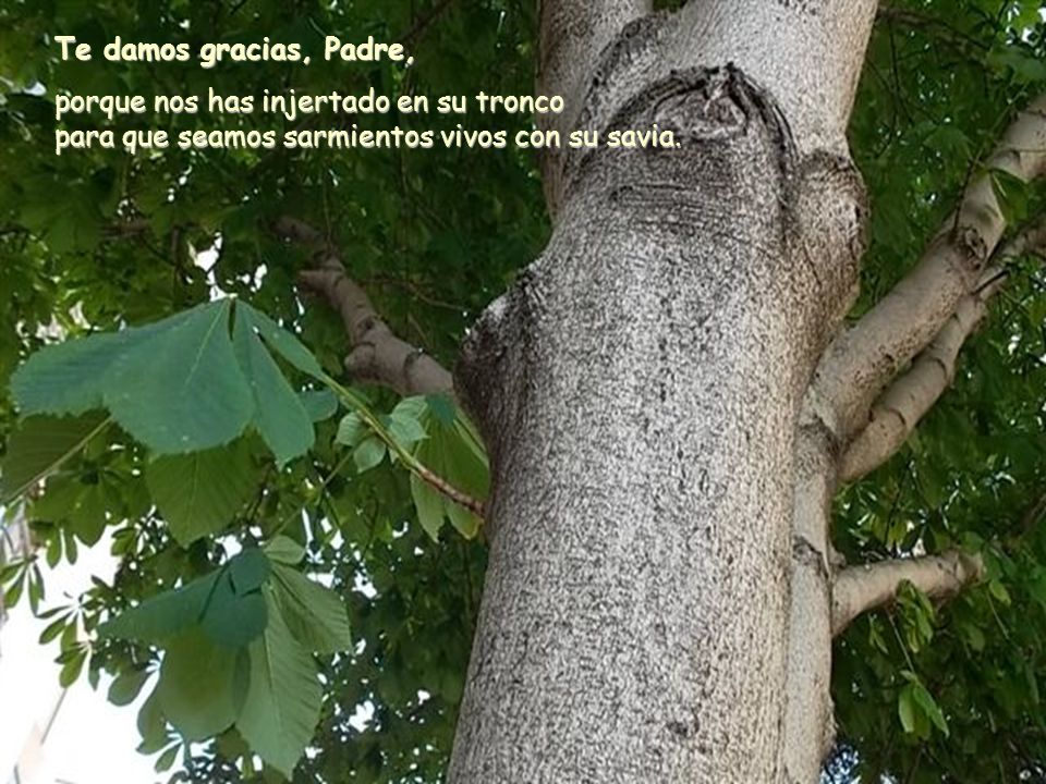 Te damos gracias, Padre, porque nos has injertado en su tronco para que seamos sarmientos vivos con su savia.