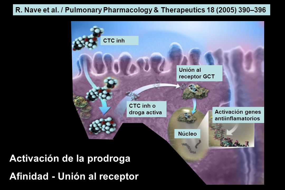 Activación de la prodroga Afinidad - Unión al receptor