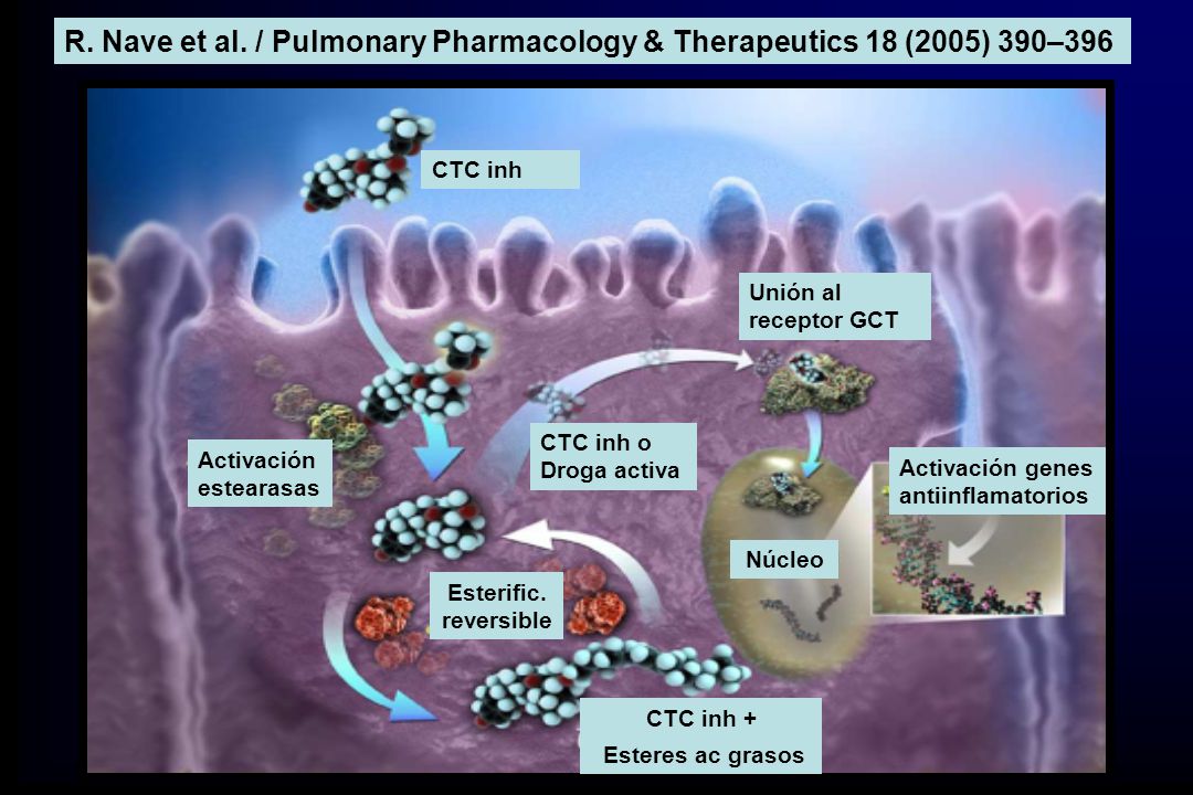 R. Nave et al. / Pulmonary Pharmacology & Therapeutics 18 (2005) 390–396