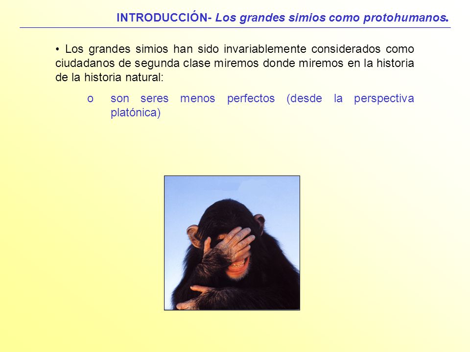 INTRODUCCIÓN- Los grandes simios como protohumanos.