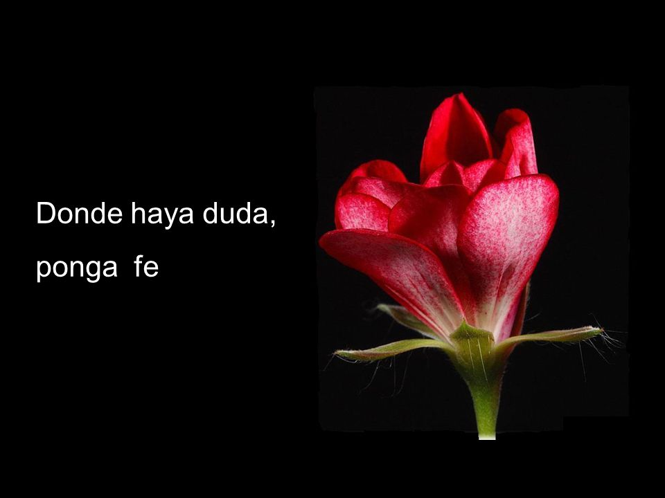 Donde haya duda, ponga fe