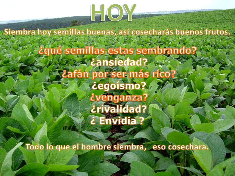 HOY ¿qué semillas estas sembrando ¿ansiedad ¿afán por ser más rico