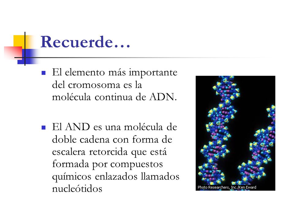 Recuerde… El elemento más importante del cromosoma es la molécula continua de ADN.