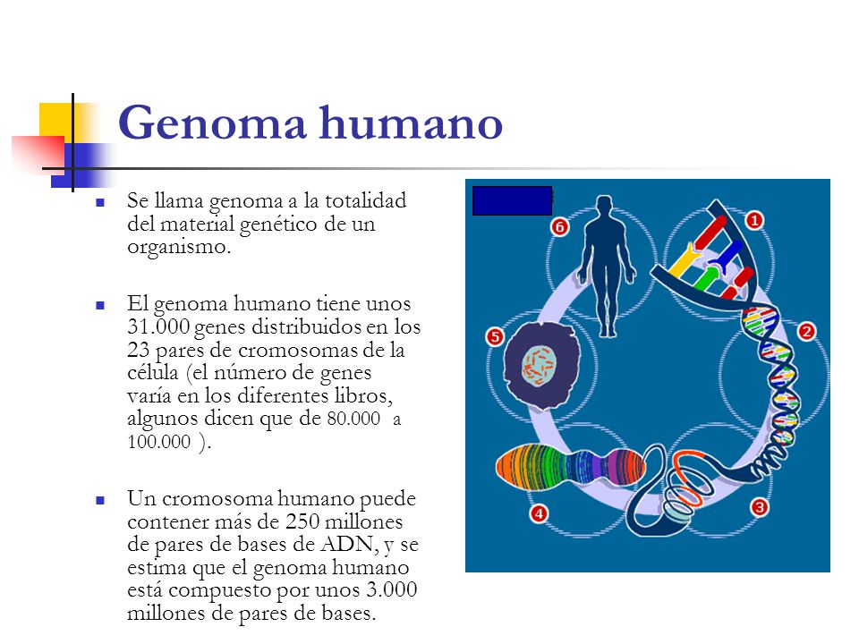 Genoma humano Se llama genoma a la totalidad del material genético de un organismo.
