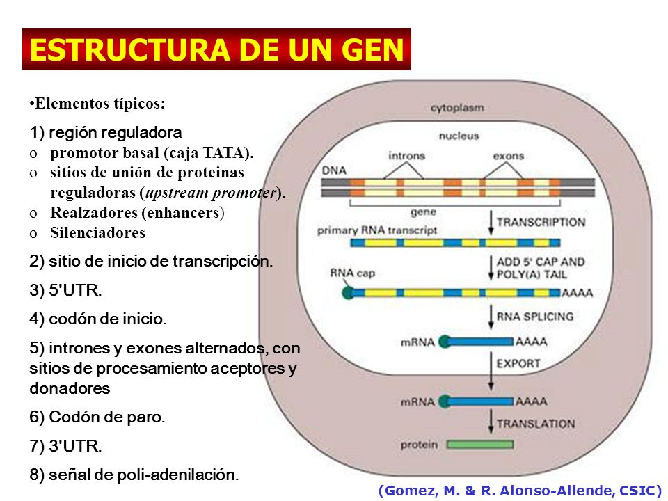 ESTRUCTURA DE UN GEN Elementos típicos: 1) región reguladora