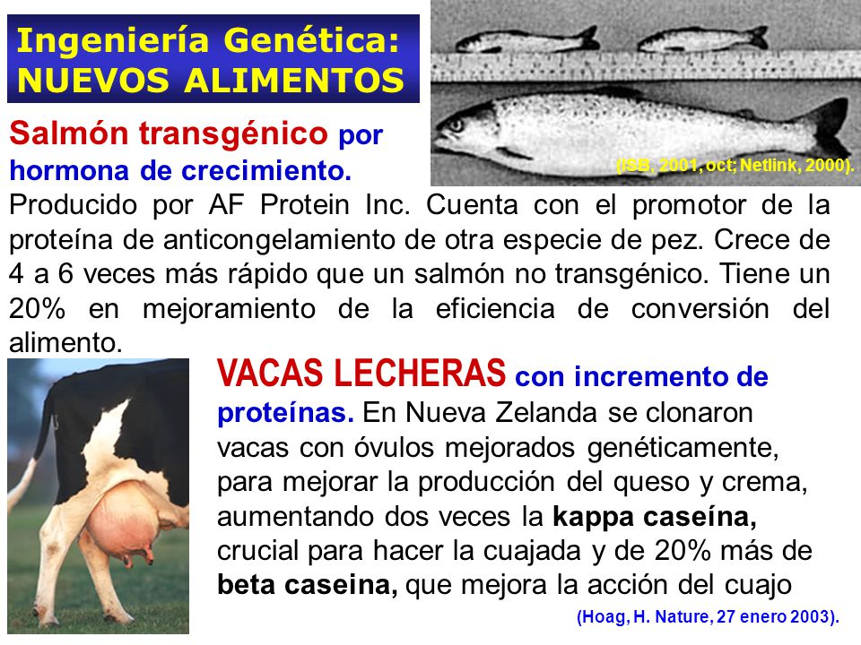 Ingeniería Genética: NUEVOS ALIMENTOS. Salmón transgénico por. hormona de crecimiento.