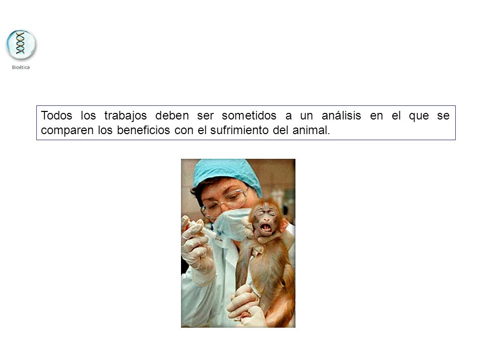 Todos los trabajos deben ser sometidos a un análisis en el que se comparen los beneficios con el sufrimiento del animal.