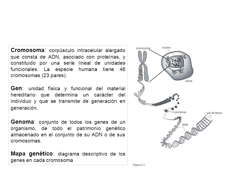 Cromosoma: corpúsculo intracelular alargado que consta de ADN, asociado con proteínas, y constituido por una serie lineal de unidades funcionales. La especie humana tiene 46 cromosomas (23 pares).