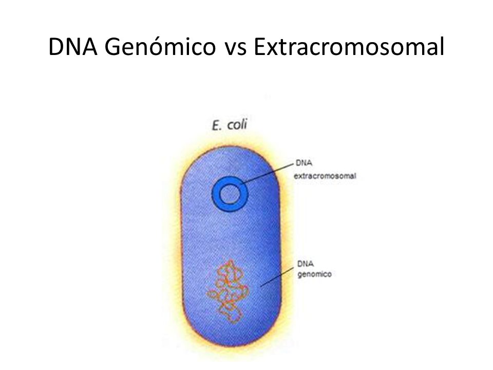 DNA Genómico vs Extracromosomal