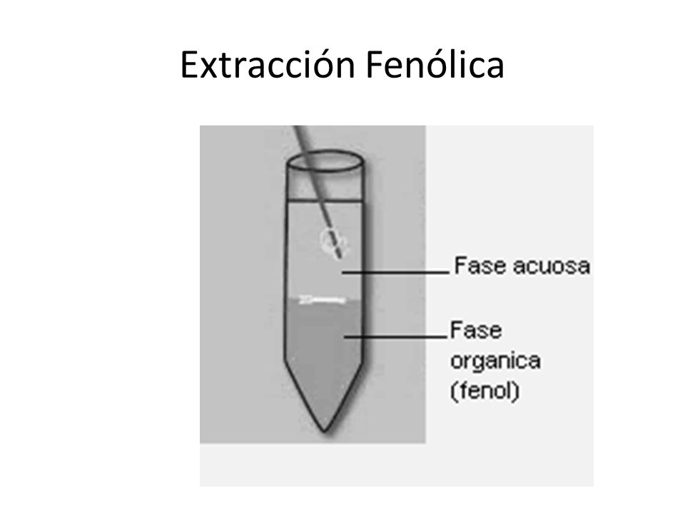 Extracción Fenólica